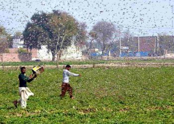 Locusts Attack India