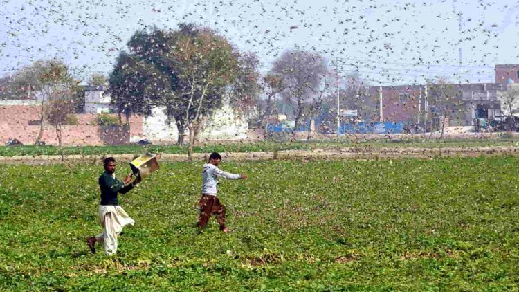 Locusts Attack India