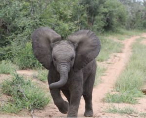 this video of this baby elephant going viral