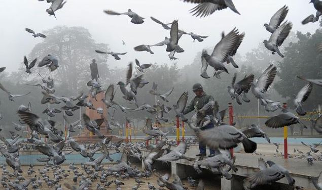 new-delhi-city-bird-flu-in-delhi
