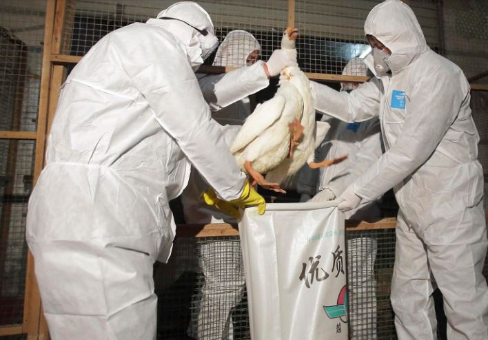 bird-flu-outbreak-spread
