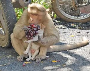 monkey loves dog puppy