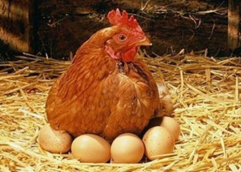 Chicken and Egg News