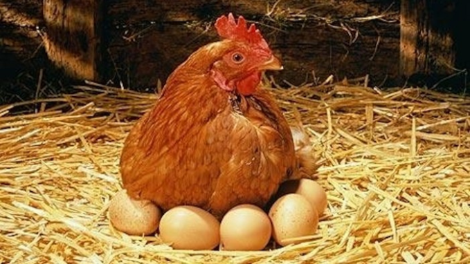 Chicken and Egg News
