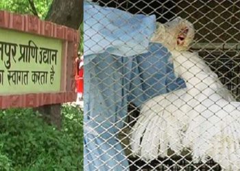कानपुर चिड़ियाघर के सभी पक्षियों को मारने के आदेश