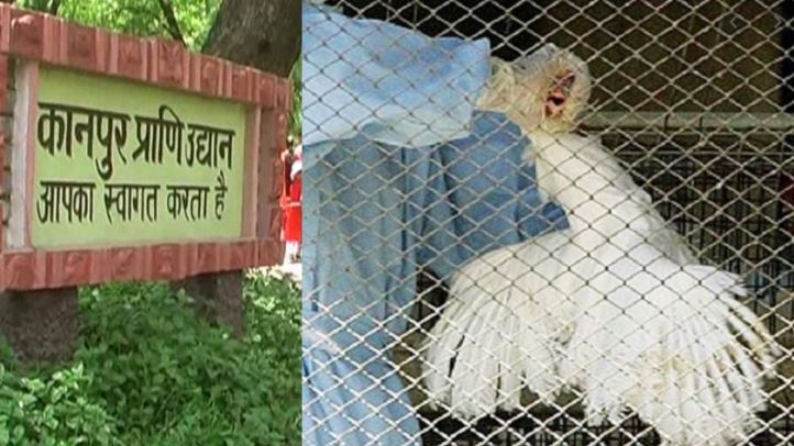 कानपुर चिड़ियाघर के सभी पक्षियों को मारने के आदेश