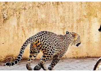Nasik Leopard Video Nasik के एक घर में बेडरुम में घुसा तेंदुआ, दशहत में आया परिवार!