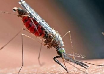Dengue: सर्दियों में बढ़ते डेंगू की क्या है वजह?