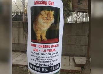 Noida Cat Missing: नाम चीकू, नस्ल पर्शियन, नोएडा में गुम बिल्ली पर एक लाख का इनाम घोषित!