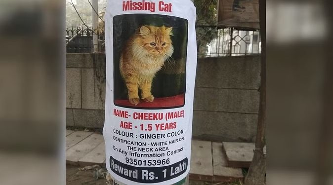 Noida Cat Missing: नाम चीकू, नस्ल पर्शियन, नोएडा में गुम बिल्ली पर एक लाख का इनाम घोषित!