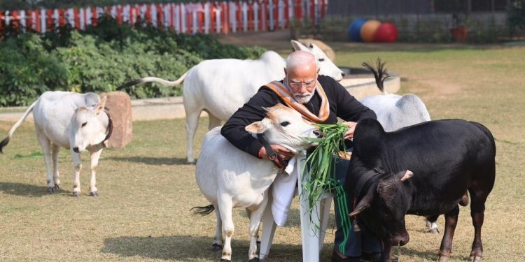 PM Modi: पीएम ने गायों को चारा खिला कर मनाया मकर संक्रांति का त्योहार, देशवासियों को दी शुभकामनाएं।