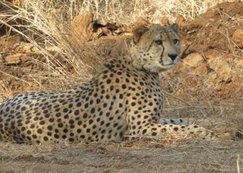 Cheetah Project In India: कूनो नेशनल पार्क में नामीबियाई चीता ने दिया तीन शावकों को जन्म, भूपेंद्र यादव ने वीडियो शेयर कर दी जानकारी।