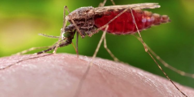 World Malaria Day 2024: विश्व मलेरिया डे आज, जानिए बचाने का उपाय और इस साल का थीम