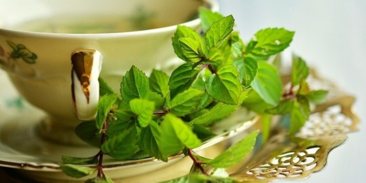 Benefit of Mint: गर्मी से तुरंत मिलेगी राहत, पुदीना के फायदे जानकर दिमाग को करिए ‘कूल’