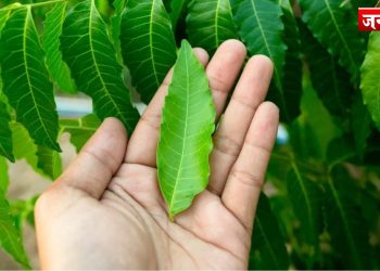 गर्मियों में औषधि का काम करती है ये पत्तियां, 30 दिन में शरीर में दिखेंगे कई बदलाव