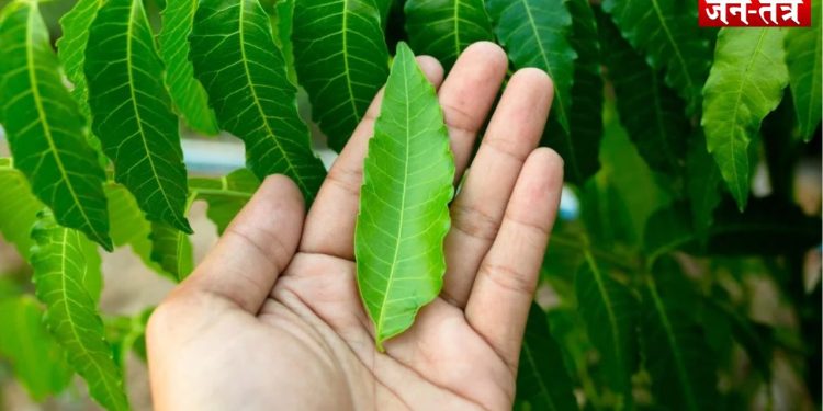 गर्मियों में औषधि का काम करती है ये पत्तियां, 30 दिन में शरीर में दिखेंगे कई बदलाव