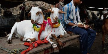 Eid Ul Adha 2025: दिल्ली में बकरीद पर एडवाइजरी जारी, कुर्बानी को लेकर दिए सख्त निर्देश