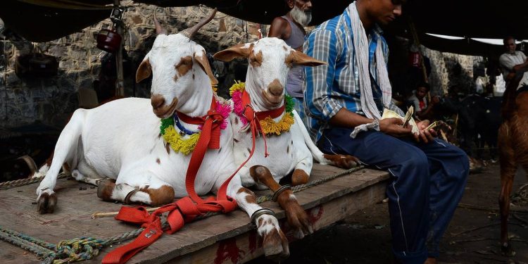 Eid Ul Adha 2025: दिल्ली में बकरीद पर एडवाइजरी जारी, कुर्बानी को लेकर दिए सख्त निर्देश