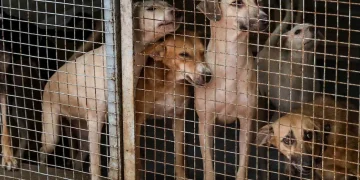 आवारा कु्त्तों पर ‘सुप्रीम कोर्ट’ में सुनवाई आज, डॉग लवर्स को मिलेगी राहत या फिर झटका!