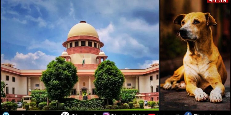 सुप्रीम कोर्ट ने पकड़े गए कुत्तों को छोड़ने का आदेश दिया है