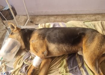 मानवता शर्मसार: भोपाल में 5 कुत्तों को जहर देकर की हत्या, FIR दर्ज