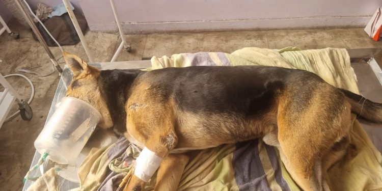 मानवता शर्मसार: भोपाल में 5 कुत्तों को जहर देकर की हत्या, FIR दर्ज