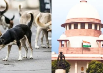 कुत्ते के काटने पर राज्य को देना होगा भारी जुर्माना…