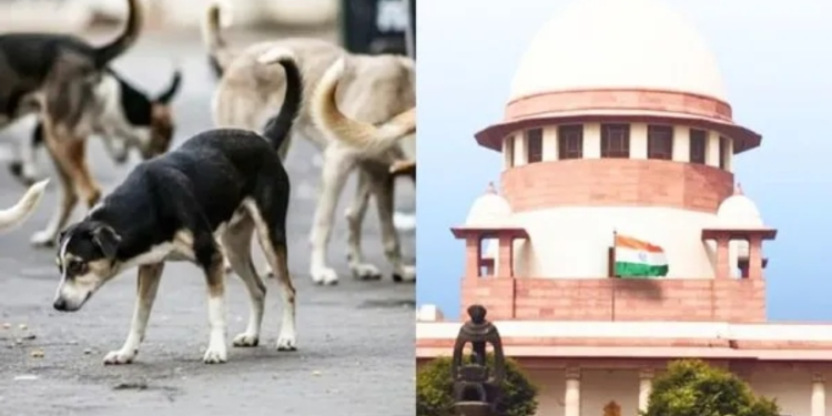 कुत्ते के काटने पर राज्य को देना होगा भारी जुर्माना…