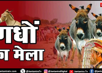 अनोखी शर्त! जब तक नहीं बिकेगा गधा, तब तक कुंवारा रहेगा दूल्हा
