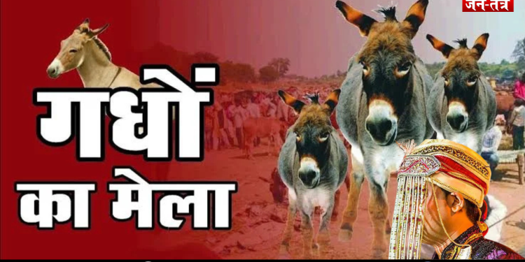 अनोखी शर्त! जब तक नहीं बिकेगा गधा, तब तक कुंवारा रहेगा दूल्हा