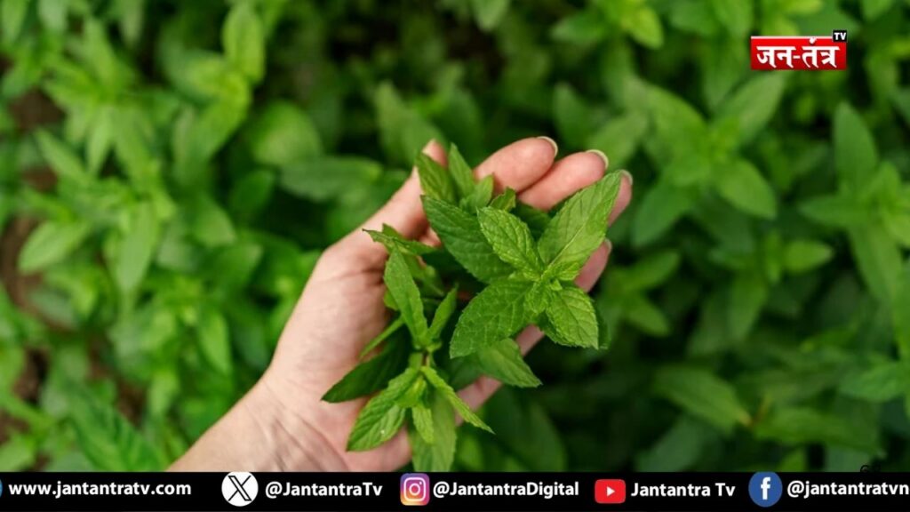 तुलसी के पौधे में दही डालने से क्या होता है?