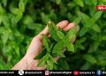 तुलसी के पौधे में दही डालने से क्या होता है?
