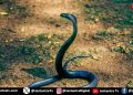 क्या लहसुन की गंध से सांप दूर भागते हैं?