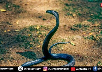 क्या लहसुन की गंध से सांप दूर भागते हैं?